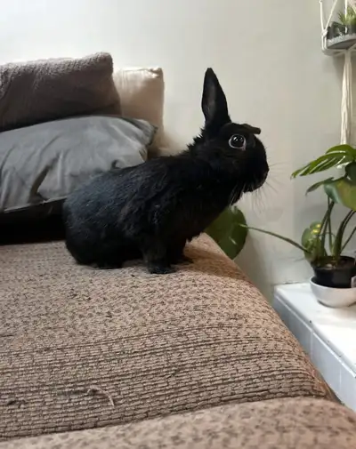 Female Rabbit for rehoming , View more