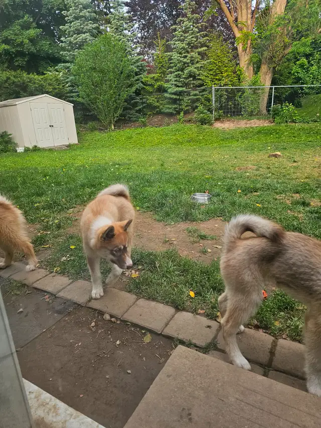 RARE Canadian Eskimo Puppy - Gorgeous  (F) in Dogs & Puppies for Rehoming in Hamilton - Image 7