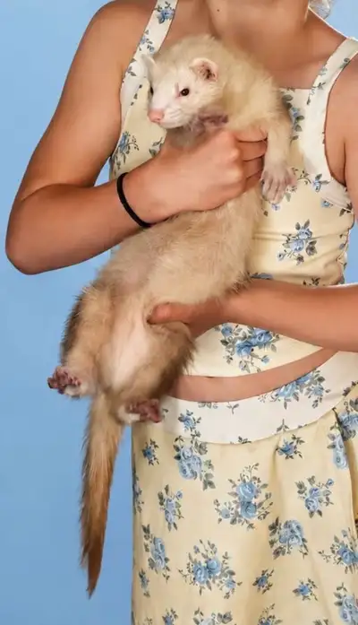 7 month ferret, View more