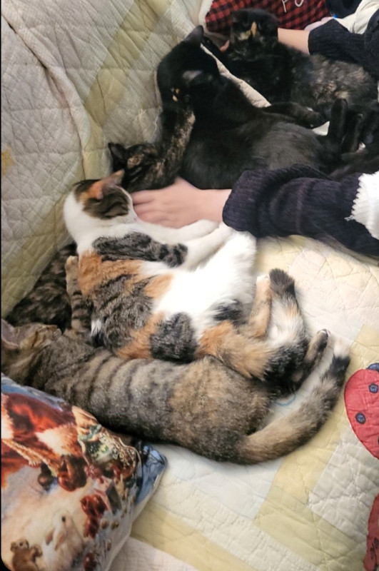Kittens in Cats & Kittens for Rehoming in Mississauga / Peel Region