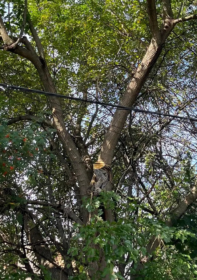 Tree Removal | Pruning | Fully Insured | (416) 206-1460 in Lawn, Tree Maintenance & Eavestrough in City of Toronto - Image 10