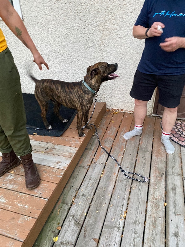 Found near Prawda, MB. Very friendly and very loved. Lost & Found