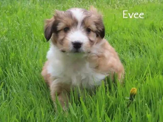 Sheltiepoo puppies. in Dogs & Puppies for Rehoming in Kitchener / Waterloo - Image 5