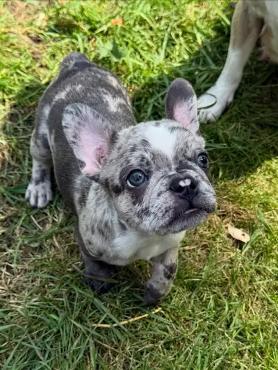 All of our pups have found their forever homes! Thank you kindly! ••••••Next Frenchton litter due mi...
