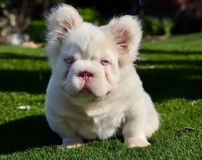 French bull dog puppies top quality , View more