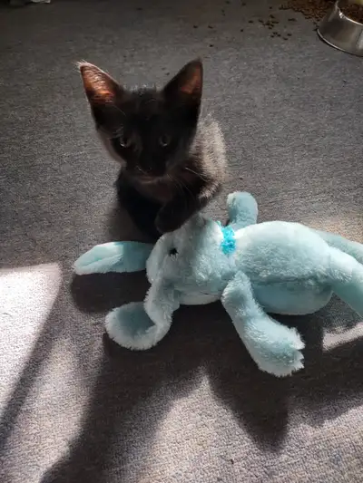Reste 2 chatons à vendre 80$ chaque ou les deux pour 150$. Ils sont propre et vont dans la litière....