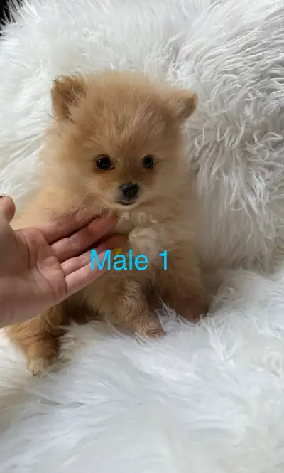 Pomeranian Puppies Ready to go!! , View more