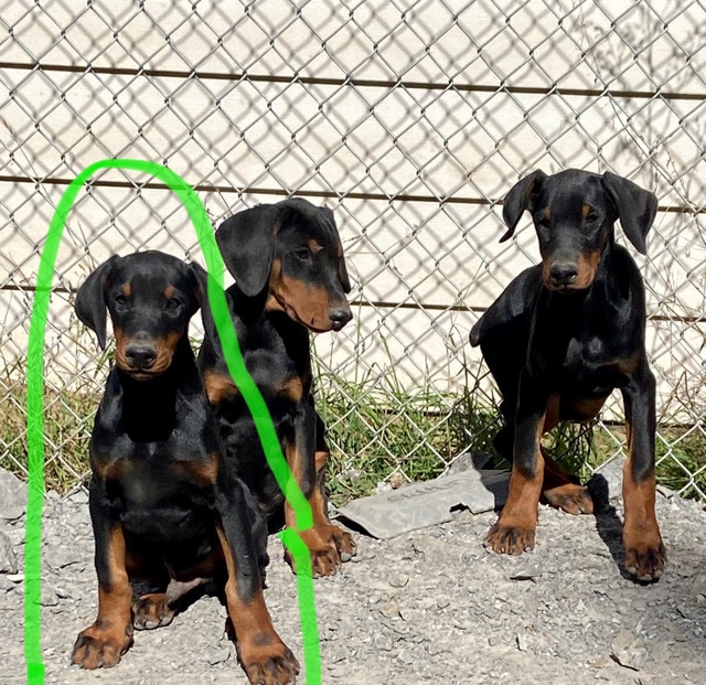 CKC 5 month old male Dobermans Dogs & Puppies for Rehoming Napanee