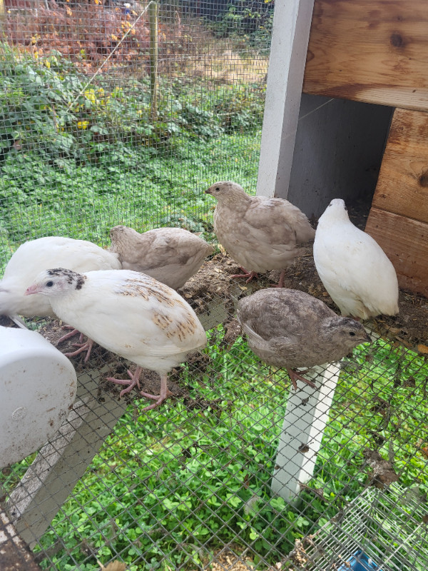 Cortunix quail in Livestock in Cowichan Valley / Duncan