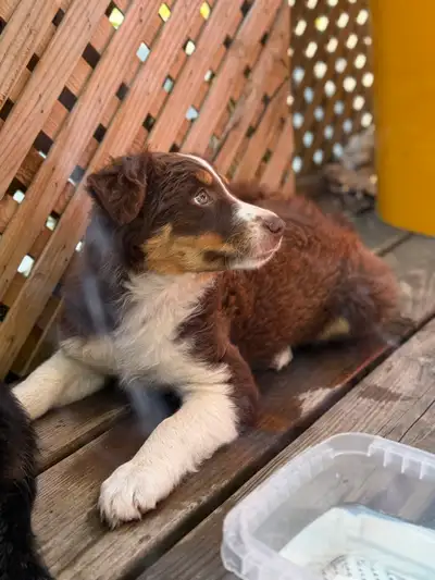 Purebred Australian Shepard Puppies  , View more