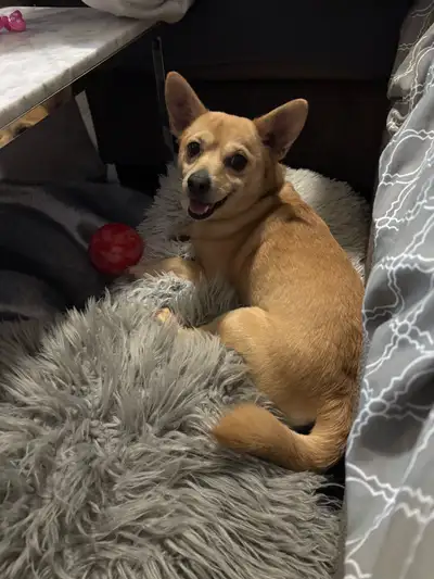 looking to rehome my chihuahua, View more