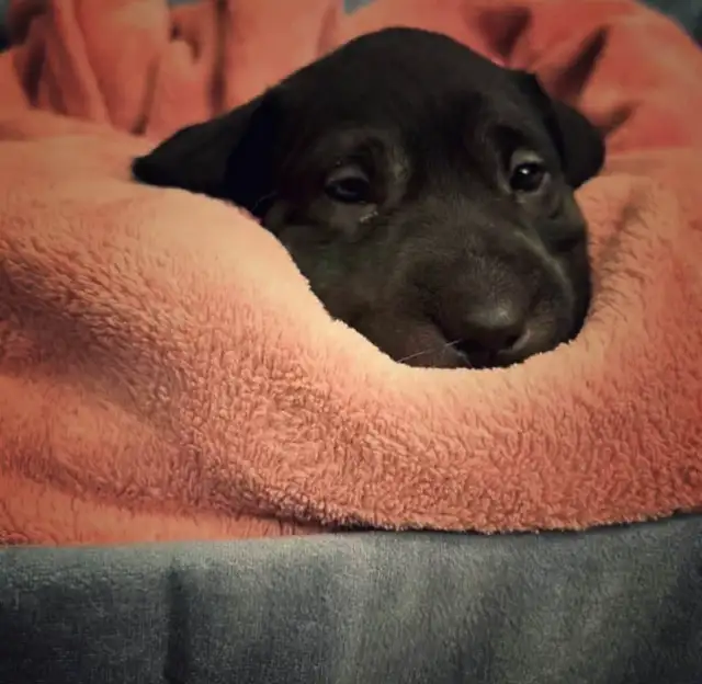 Male puppy looking for a new home in Dogs & Puppies for Rehoming in Moncton - Image 7