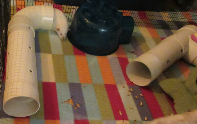 Play Tubes for small pets (hamsters, rats, ferrets etc) in Accessories in Fredericton - Image 2