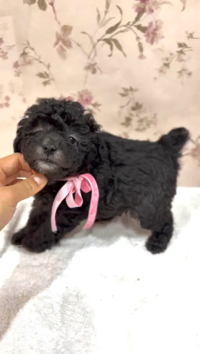 CKC registered gray/silver tiny toy poodle in Dogs & Puppies for Rehoming in Markham / York Region - Image 9