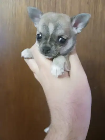 CHIHUAHUA PUPPIES, View more