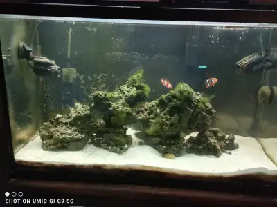 29 gallon salt water aquarium includes: Glass lid, Tidal 55 filter, Digital Heater, Programmable LED...