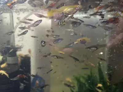 Guppy Fish, View more