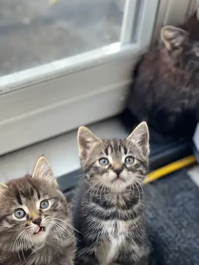 Tabby Kitten, View more