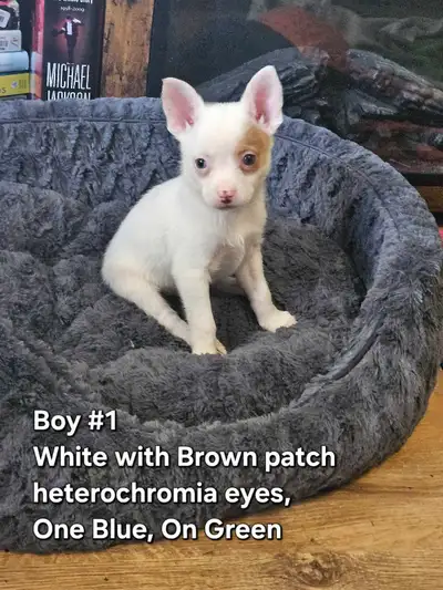 Pom-Chi Puppies. *Last Ones*, View more