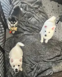 Mini Husky Puppies, Small and Cuddly! 