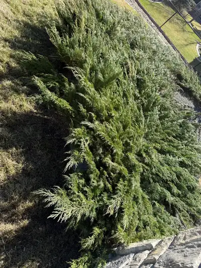 Total of 12 Calgary creeping juniper in good shape for $180.