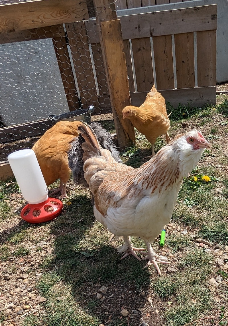 14 week old salmon favorelle Livestock Red Deer Kijiji