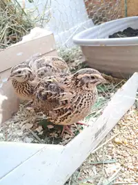 Jumbo quail hatching eggs
