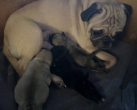 Purebred Pug Puppies Male Sold *Ready to go April 28th!!!*