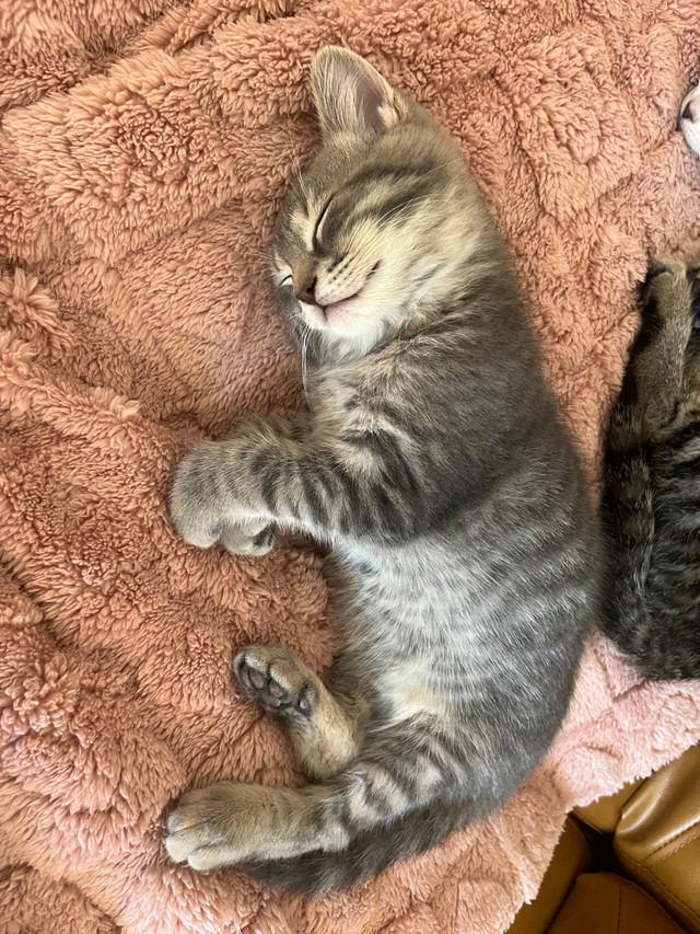 Kitten for Adoption | Chatons à adopter  dans Chats et chatons à adopter  à Ville de Montréal - Image 3