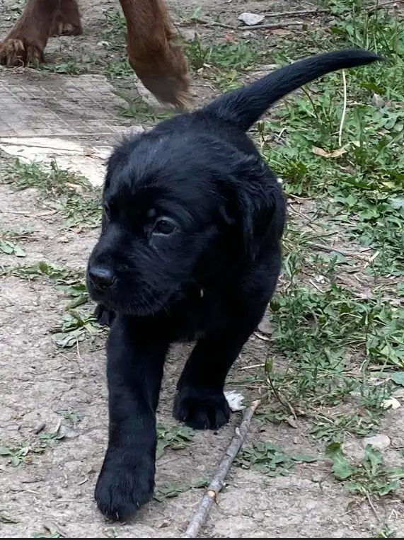 Chiots Labrador a vendre in Dogs & Puppies for Rehoming in City of Montréal - Image 7