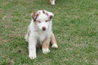 CKC Australian Shepherd Puppy - ONE left!
