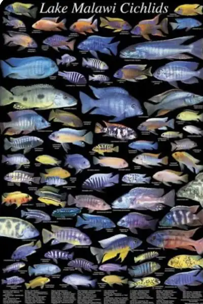 April 9, 2026 - Source Aquatics- Huge African Cichlid Shipment , View more