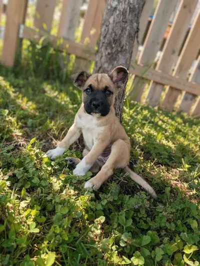 puppies  for rehoming, View more