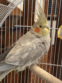 Female Cockatiel with Cage