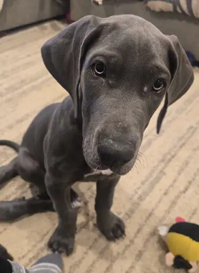 Great dane puppy , View more