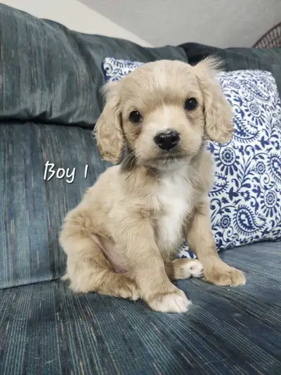 Cockapoo Puppies, View more