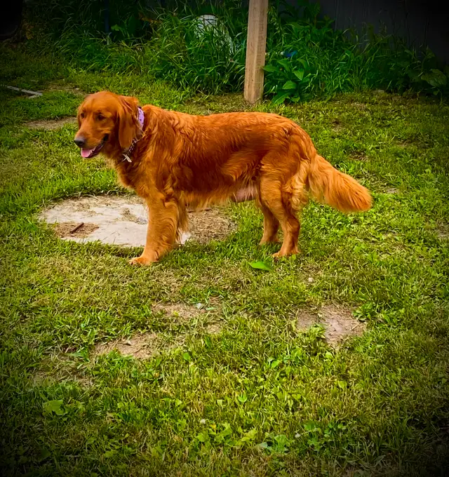 Golden retriever puppies in Dogs & Puppies for Rehoming in Winnipeg - Image 9