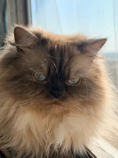 Alex Himalayan – Looking for a Loving Home, View more