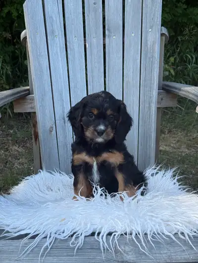 F1 cavapoos puppies, View more