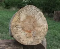 SPALTED SILVER MAPLE 