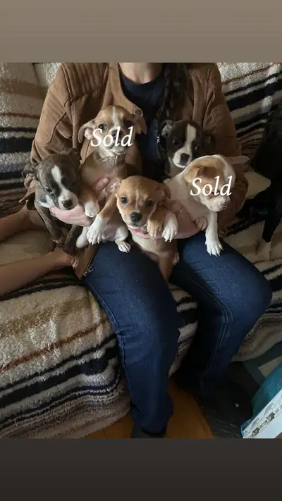 beautiful miniature Bostonchi puppies, View more