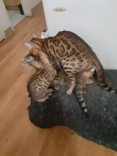 chatons Bengal pure race parent sur place, View more