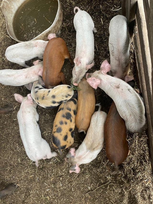 Weaner pigs Livestock Lloydminster Kijiji