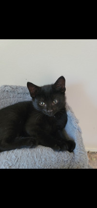 Hypoallergic russian kitten ready for rehoming