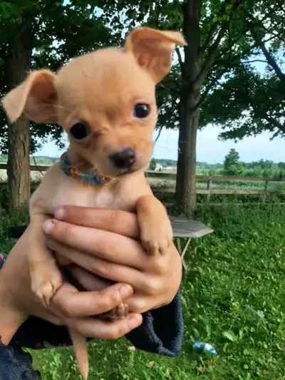 3 beautiful apple head chihuahuas ready for there forever homes, View more
