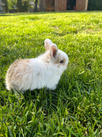 Lionhead/flopped eared baby bunny 