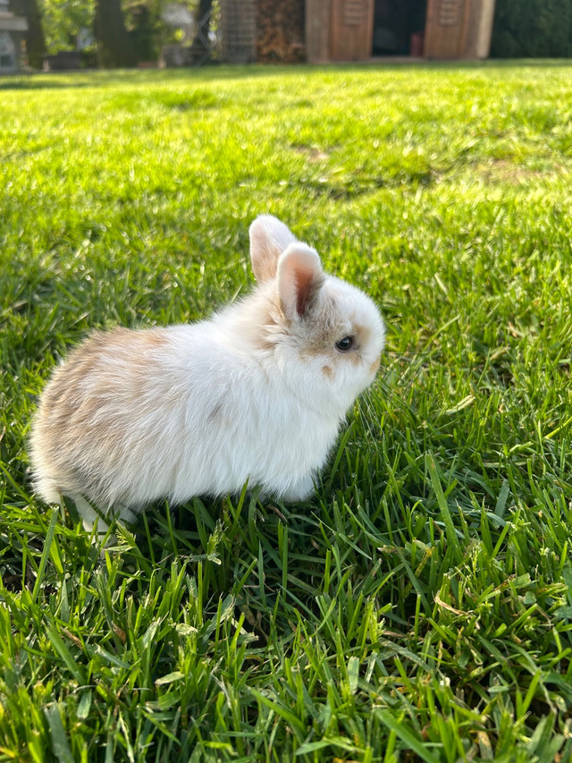 Lionhead/flopped eared baby bunny  in Small Animals for Rehoming in Chilliwack
