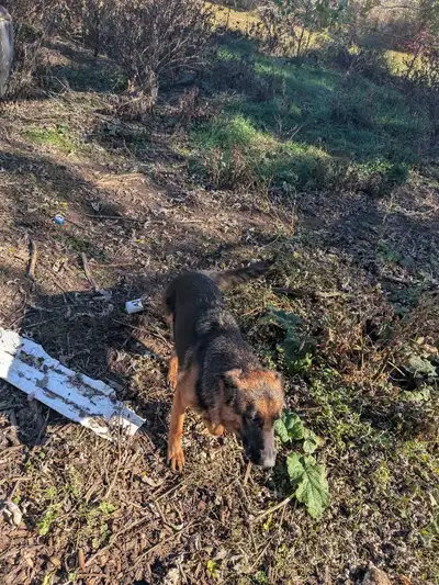 2 German Shepherds, View more