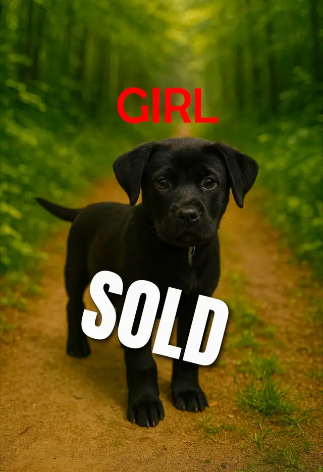 READY TO GO — Unique Mix Puppies. Only 2 boys available in Dogs & Puppies for Rehoming in Winnipeg - Image 7