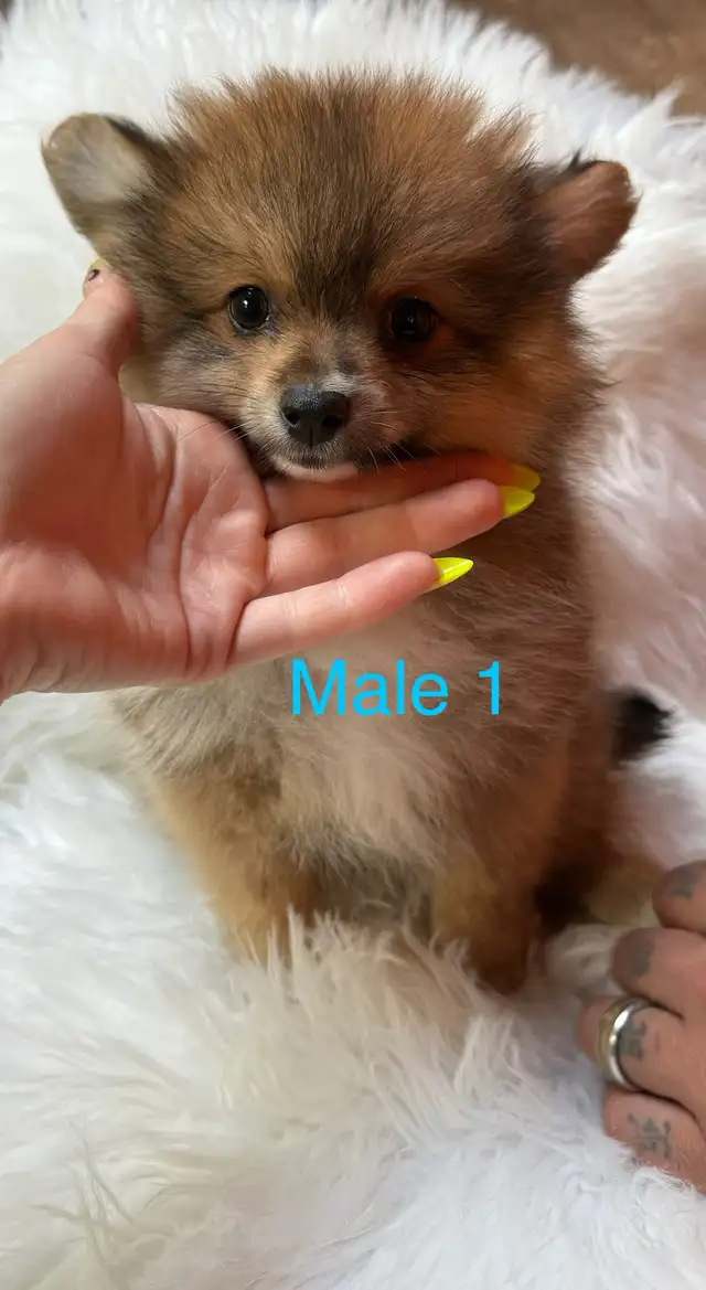 Pomeranian Puppies Ready to go!! in Dogs & Puppies for Rehoming in Ottawa - Image 3